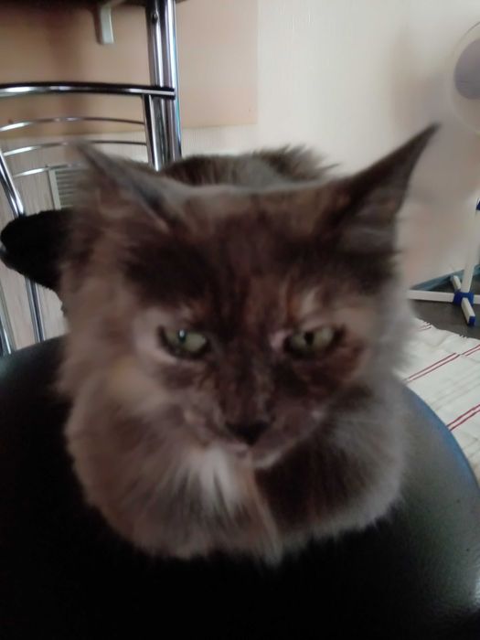 Пропала кошка в районе Троицкой