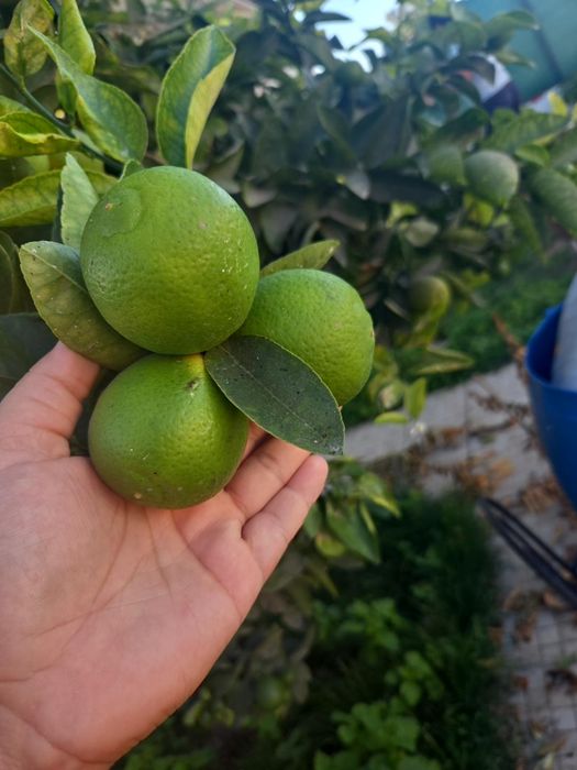 Limas Biológicas para venda