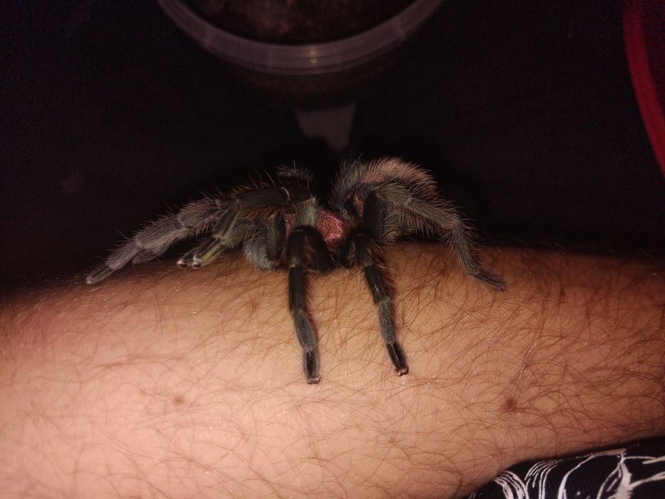 Davus pentaloris Cyclosternum pentaloreL3/L4