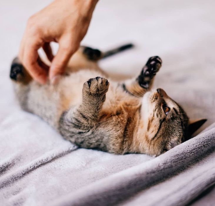 Котенок в хорошие руки