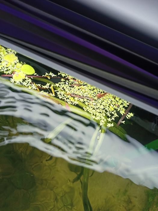 Plantas de aquário