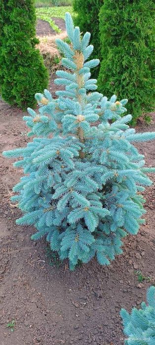 Туя , самшит, ялинка кейбаб,