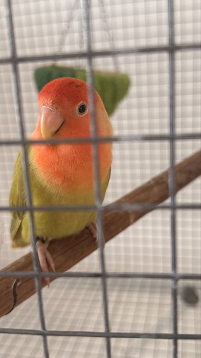 Vendo casal de Agapornis domesticado
