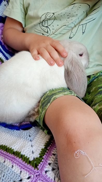 Mini Lop, karzełek  baranek