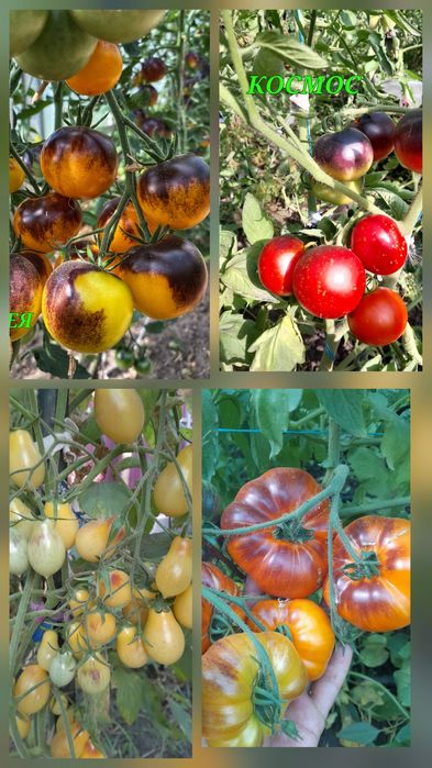 Насіння колекційних томатів