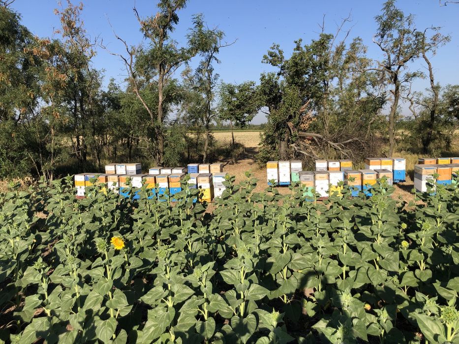 Вулики 8 рамкові (Паливоди)