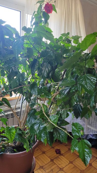 Огромное дерево гибискуса, китайской розы