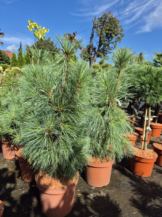 Iglaki miniaturowe , iglaki szczepione na pniu.