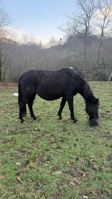 Égua Lusitana Preta