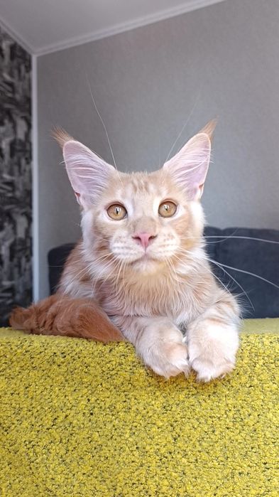 Котик породы Мейн Кун