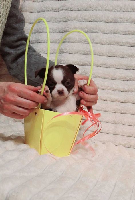 Шоколадная красавица.Полный пакет документов.