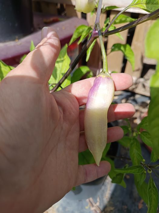 Plantas de Malaguetas raras
