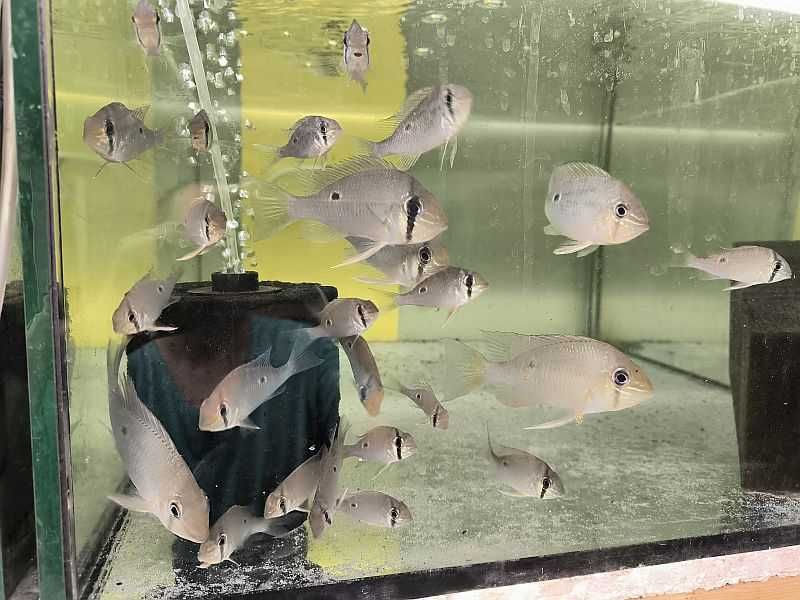 Acarichthys heckelii --ziemiojad Heckel