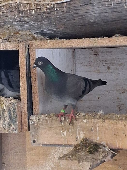 Gołębie, samiczka egierska