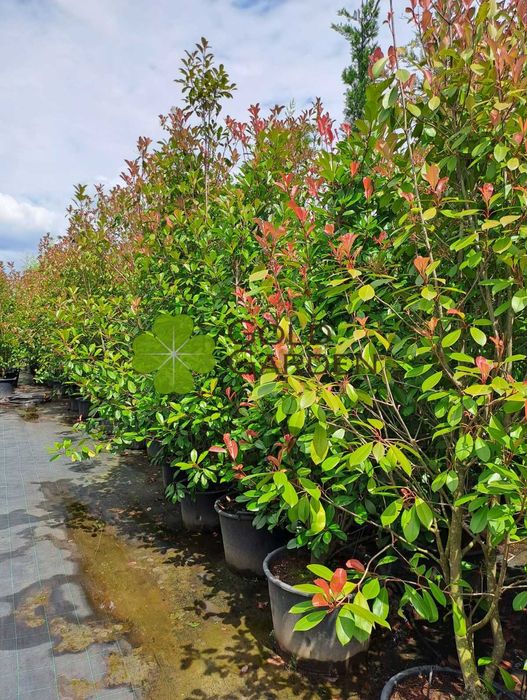 Photínias Vermelhas a Bom Preço!