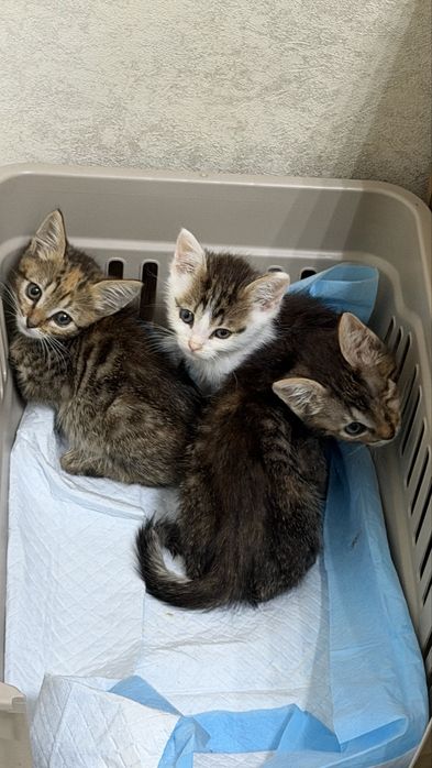 Кошеня котик кішка