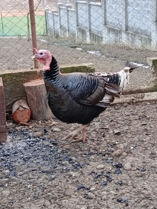 Продам Індика 13 кг