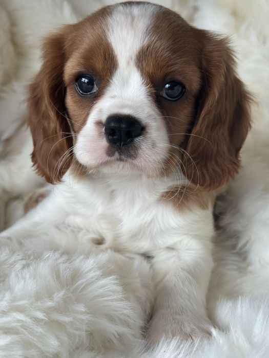 Sunia - Cavalier King Charles  Spaniel