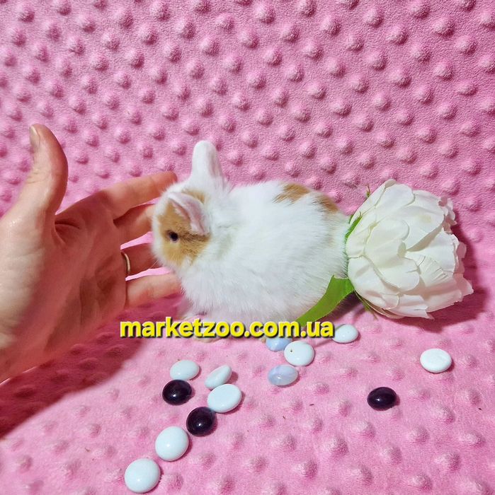 Міні кролик карликові карликовые кролики,мини,декоративний,найменший