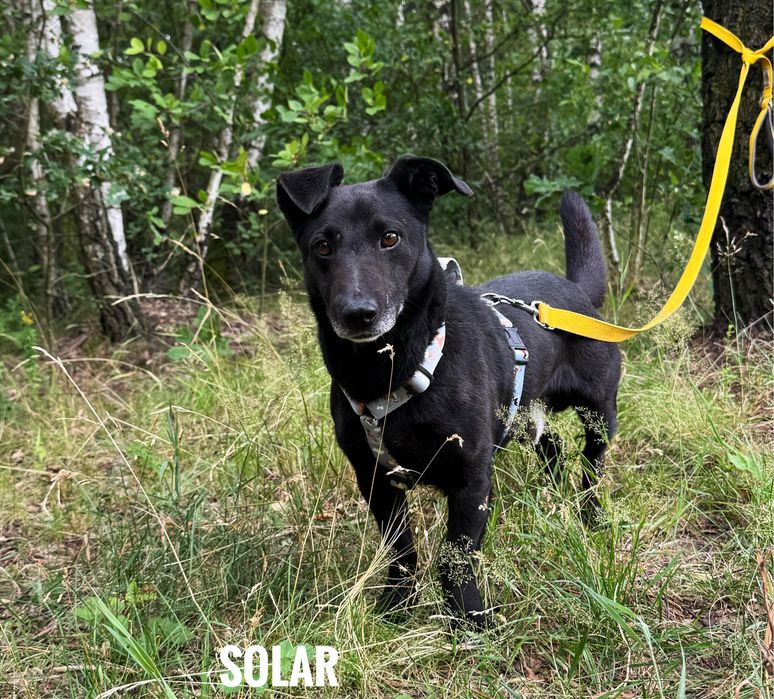 10 kg, 2 letni, aktywny Solar adopcja