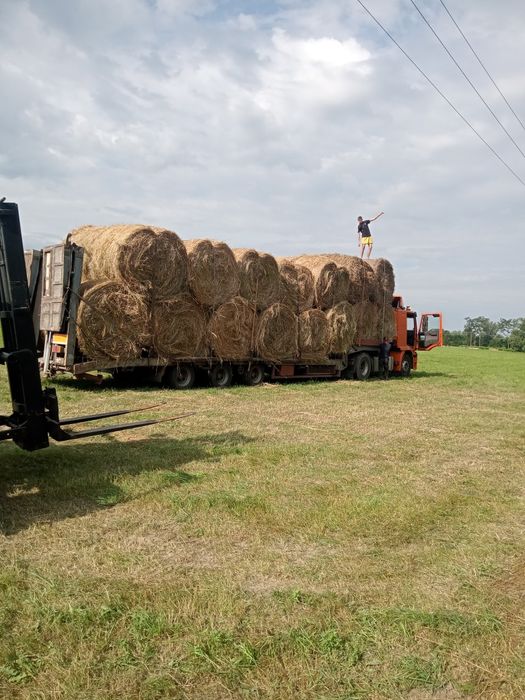 Сіно люцерна і польове