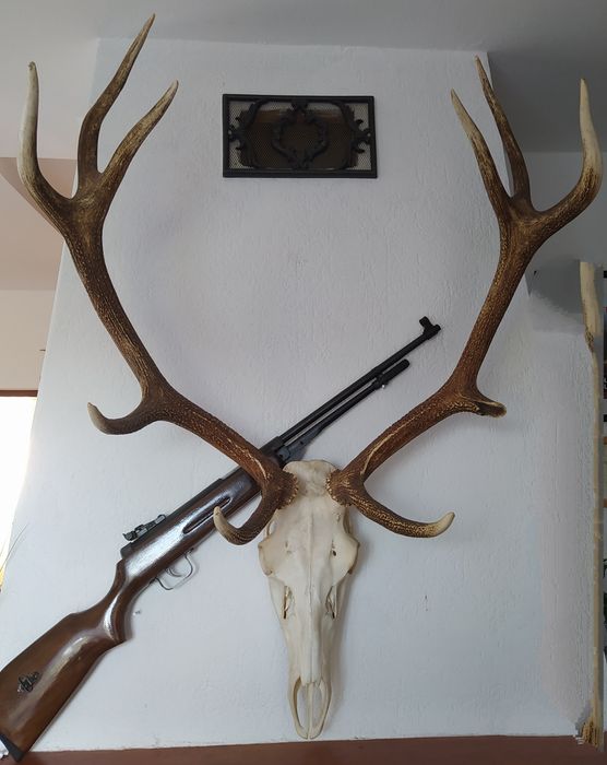 Poroże (rogi) z czaszką