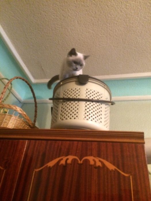 котята шатланд ские и британские