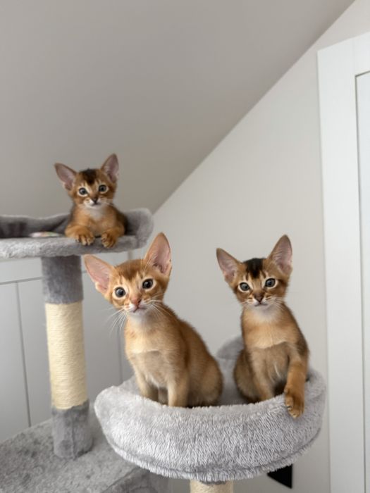 Кошеня абісинець