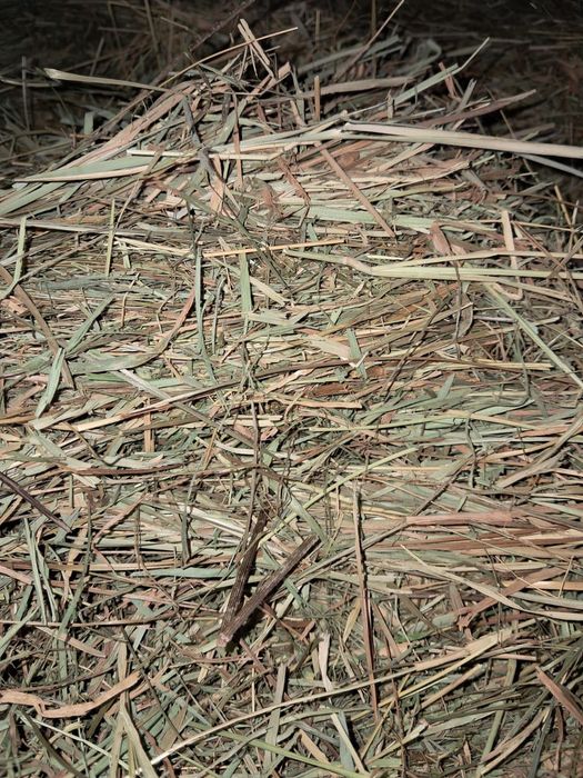 4 kg sianka dla królików gryzoni