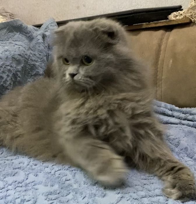 Шотландские вислоухие котята