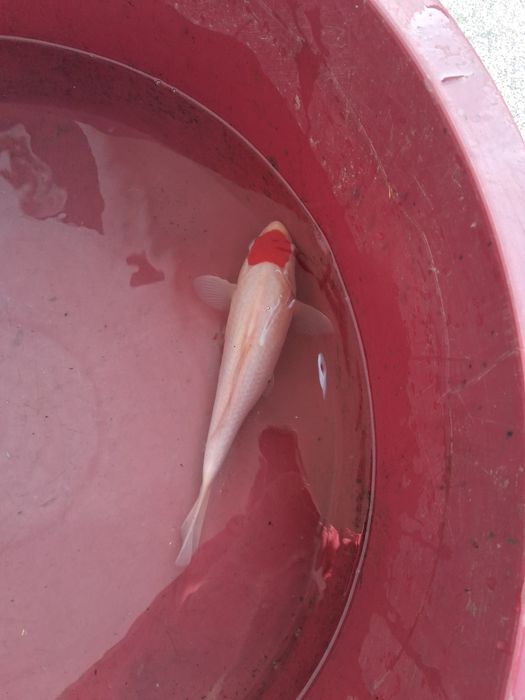 Carpa koi japonesa
