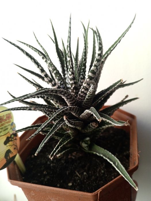 Набір сукулентів. Невибагливі. Суккулент