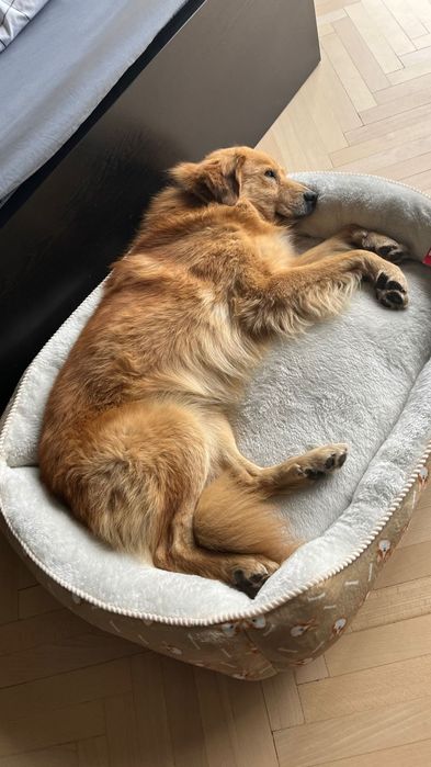 Rudy Bingo szuka domu