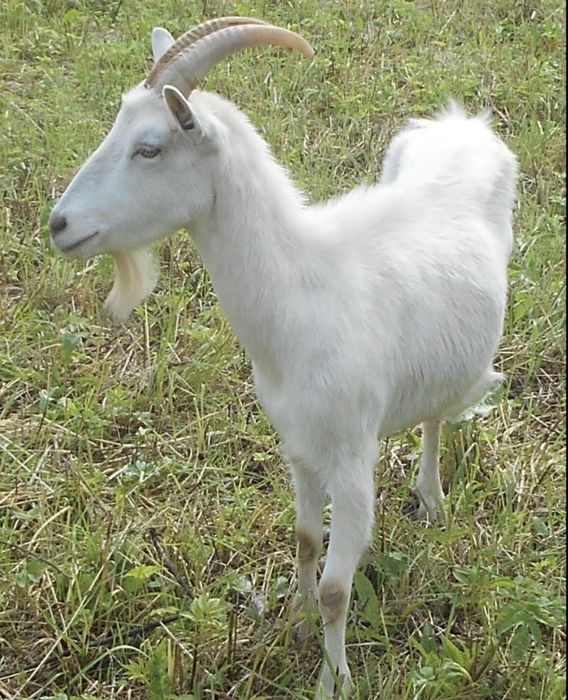 продам козу,ціна договірна.