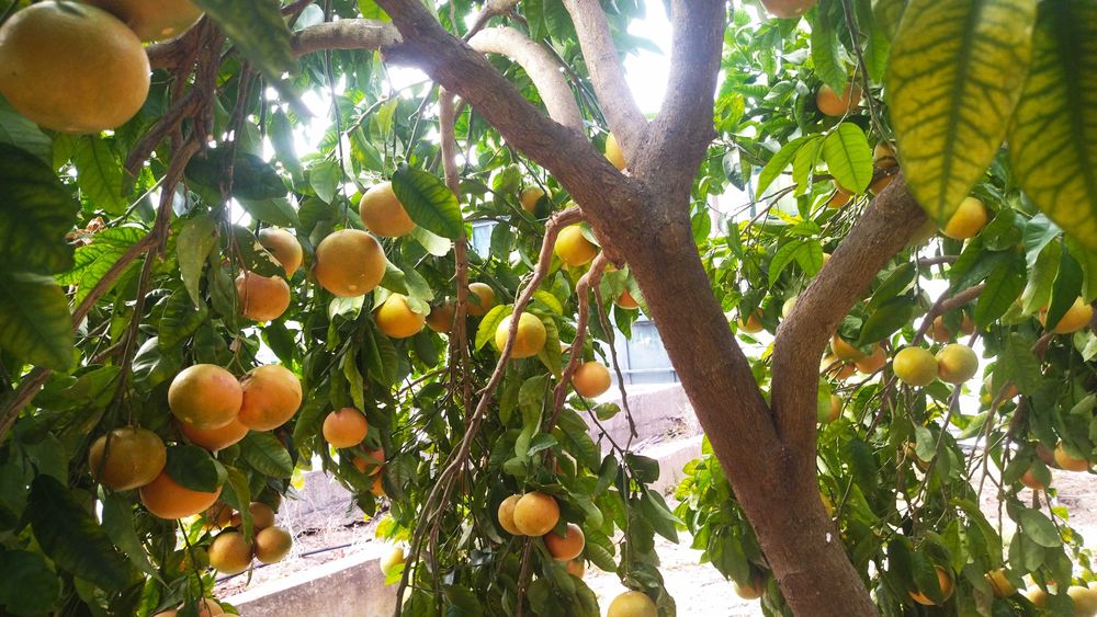 Laranjas de polpa vermelha