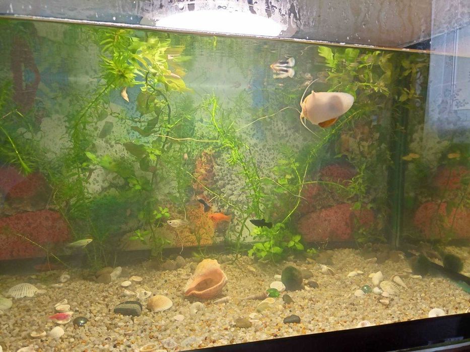 Продам рибок Гупі, Мечоносці. Також равлики "Ампулярії"