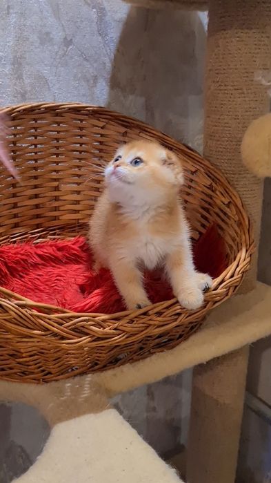 Шикарные шоу класса котята