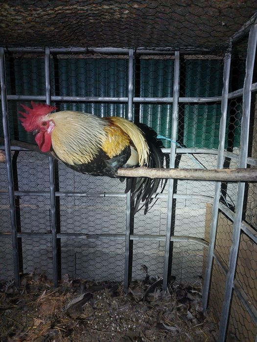 Galos adultos e saudáveis