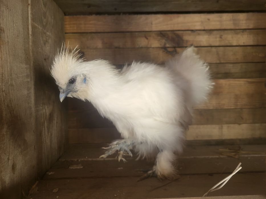 Silki białe  koguty