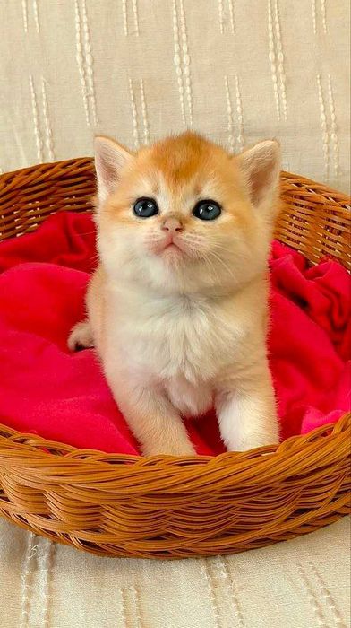 Шотландские котята (ЗОЛОТАЯ ШИНШИЛЛА)