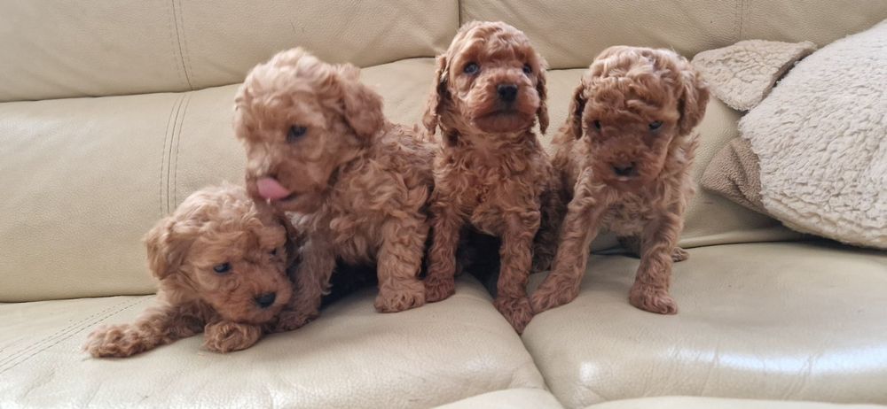 Шикарные пуделята