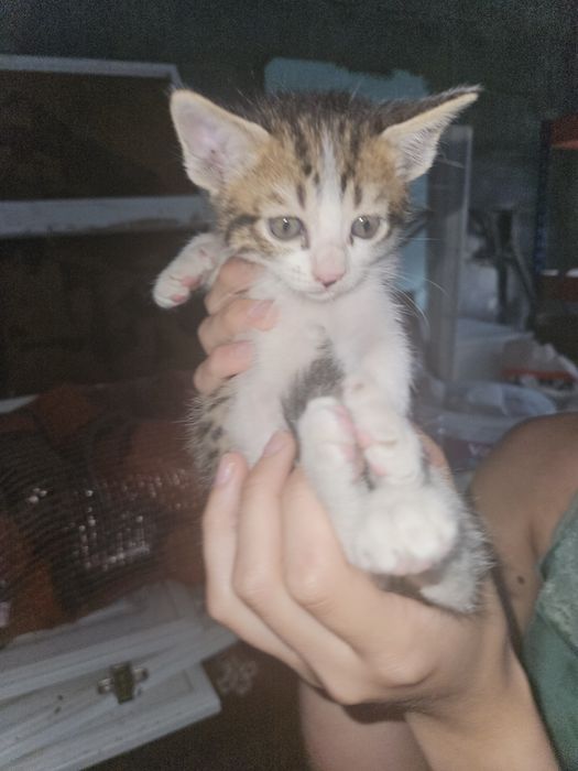 2 Gatinhas para Adoção VISEU