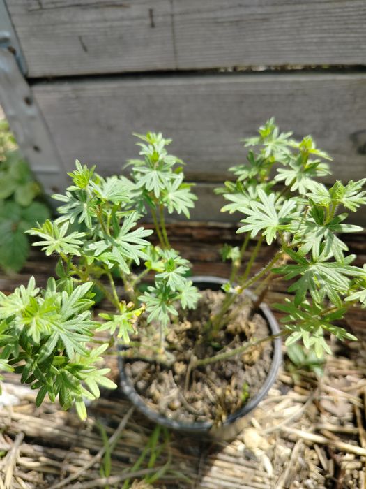 Bodziszek geranium bodziszki ogrodowe