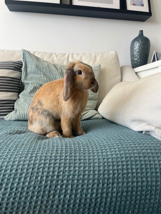 coelho mini loop anao macho