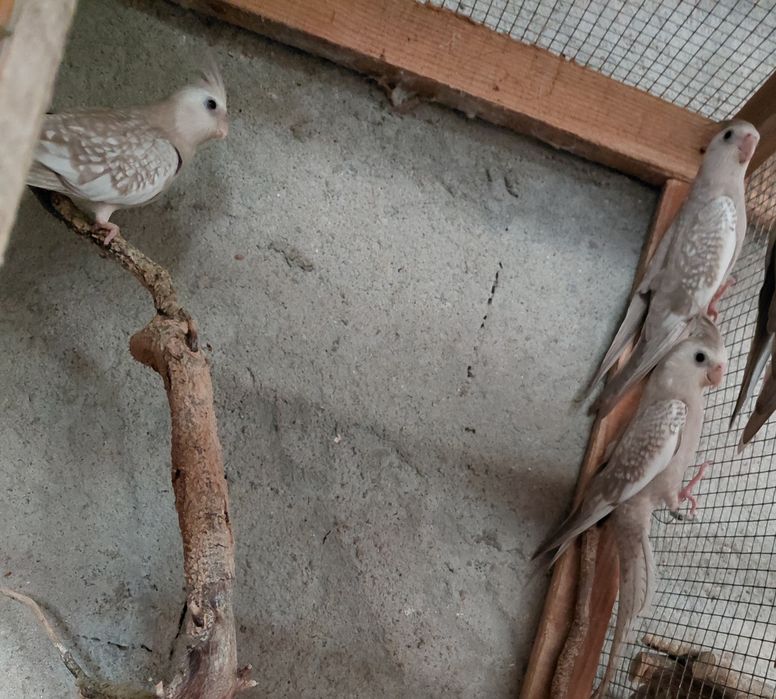 Caturras pérola face branca e amarela e caturra fêmea albina