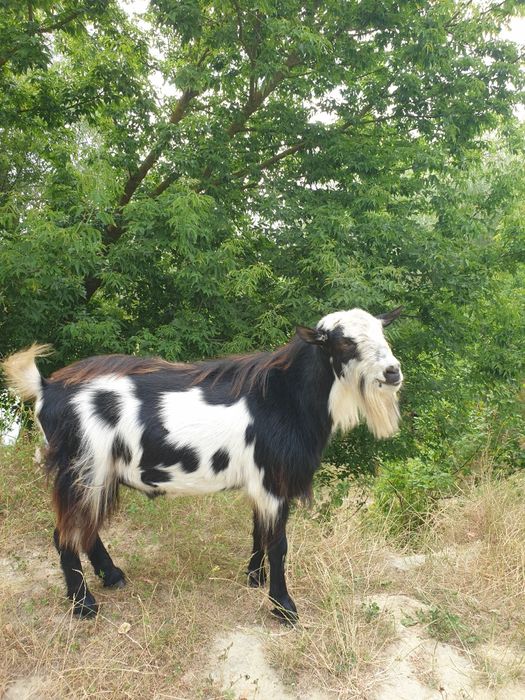 Продаж кіз, козлів та козенята