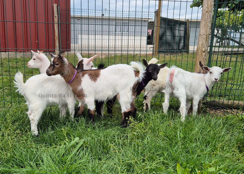 Cabras Anãs e Cabrinhas Micro Anãs
