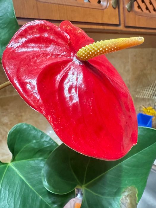 Антуріум червоний