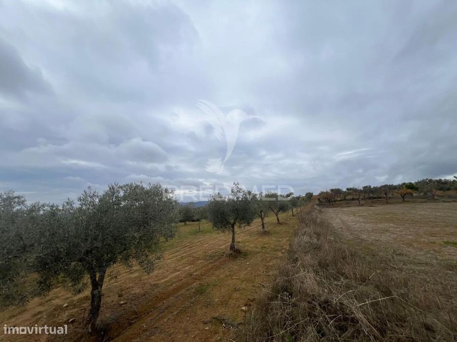 Terreno em Morais com olival e terreno para cultivo