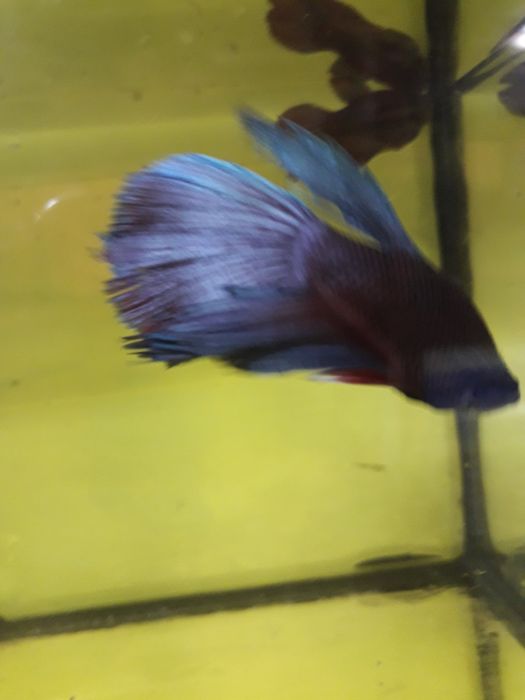 Петушок рыбка аквариумная